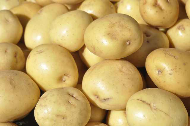 Oval Common fresh potato, for Cooking, Snacks, Packaging Type : Guny Bag, Jute Bag, Sack Bag