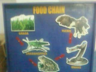 Food Chain Model