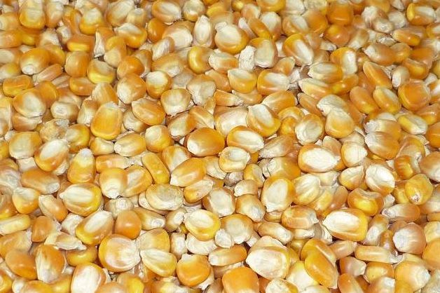 Yellow Corn Seeds