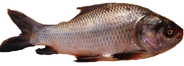 Frozen Catla Fish, for Cooking, Human Consumption, Feature : Good For Health, Good Protein, Non Harmful