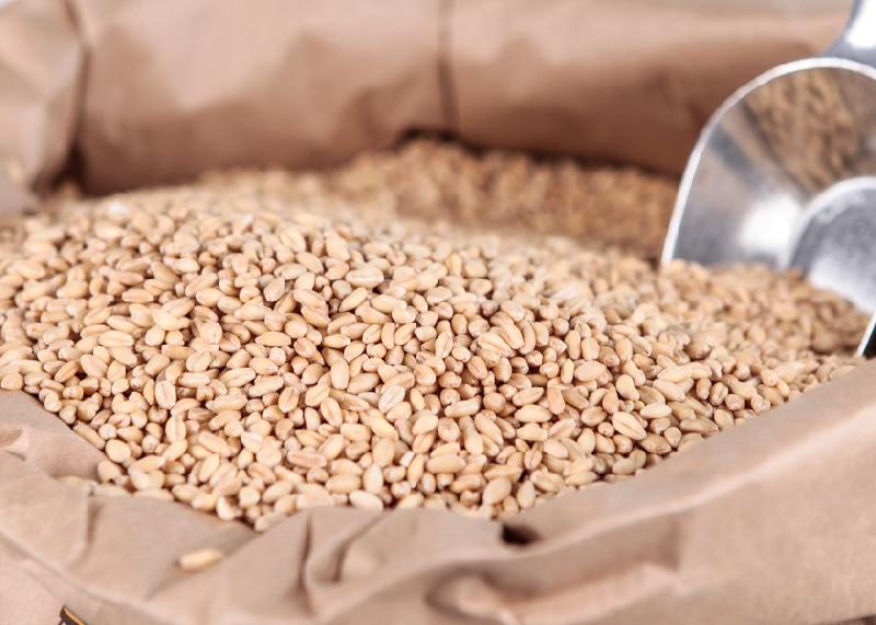 Milling Wheat by ISN Trading LLC, milling wheat from Odessa Ukraine