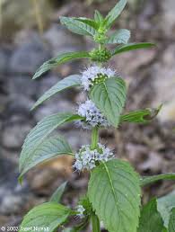 mentha arvensis