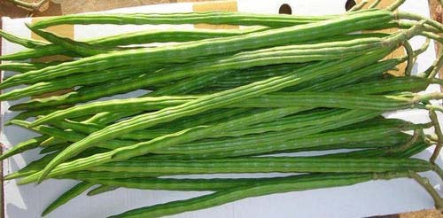 Common Fresh Drumsticks, Color : Green