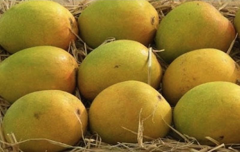 Alphonso mango, Packaging Type : 20kg in Tray