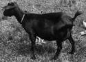 black bengal goat female adult