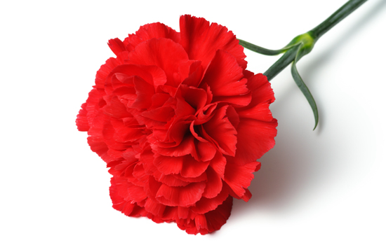 Carnation, Color : RED, YELLOW, WHITE, PINK, PURPLE