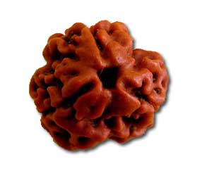 3 Mukhi Rudraksha, for Religious, Feature : Smooth Edges