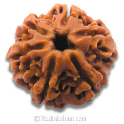 Six face rudraksha