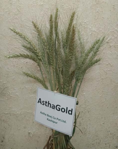 Astha Seeds