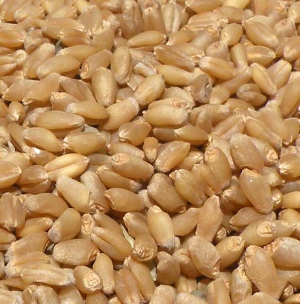 Wheat Seed Abcplhd-2967