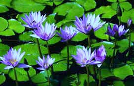 Blue Lotus Small