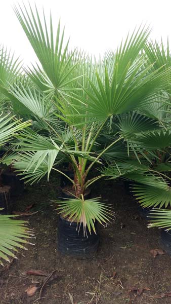 Washingtonia Filifera Palm