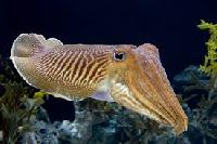 Cuttlefish