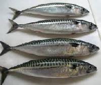 Mackerel Fish