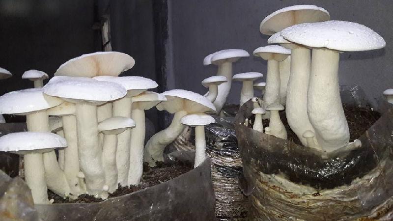 SS mushroom, Certification : tamilnadu agri