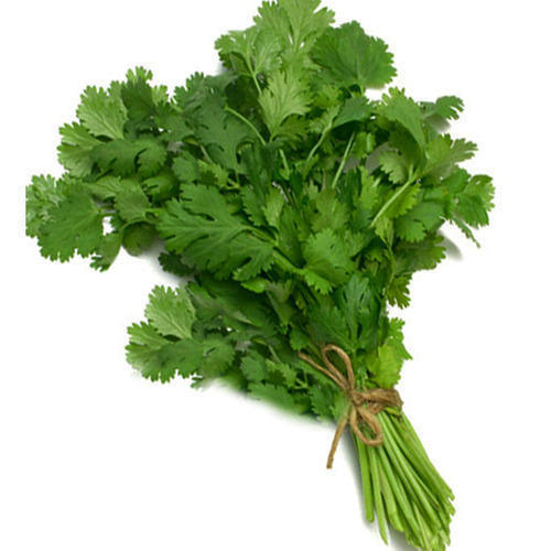 fresh coriander leaves