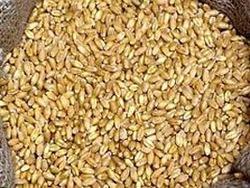 Mill Quality Wheat Seeds