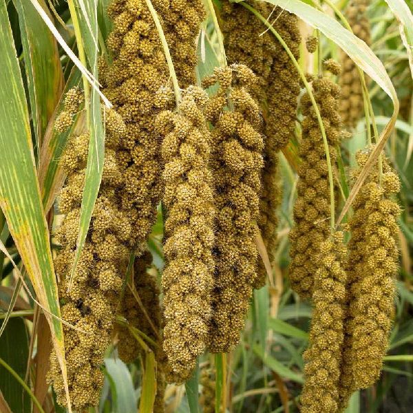 Organic Common Millet Seed, for Cattle Feed, Cooking, Variety Dried