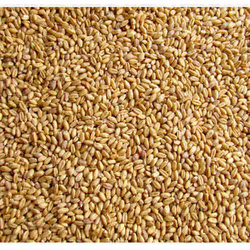 Organic Sharbati Wheat Seeds, for Beverage, Flour, Food, Style : Natural