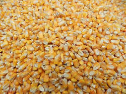 Yellow Maize Seed Exporter India