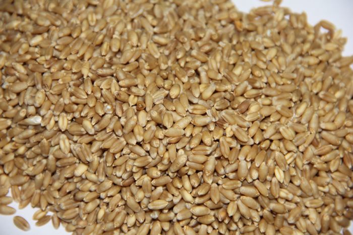 Mill Quality Wheat Seeds