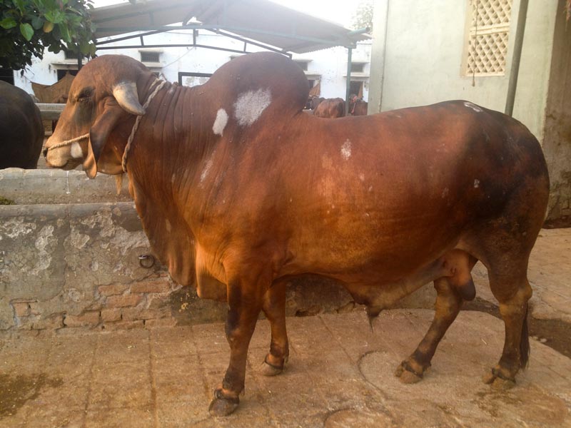 Gir Bull Manufacturer in Jaipur Rajasthan India by Shree Radhey Dairy ...