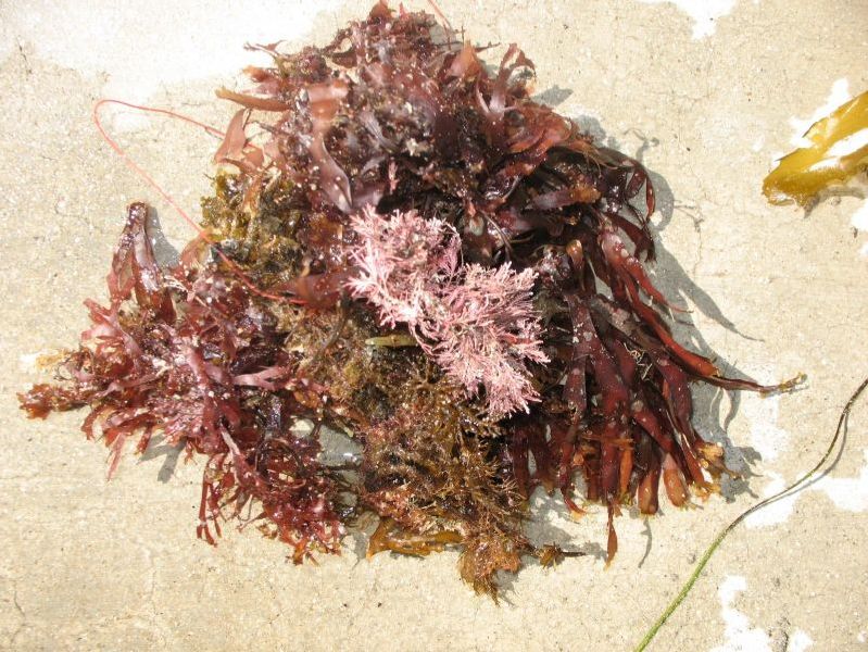Seaweed Jelly