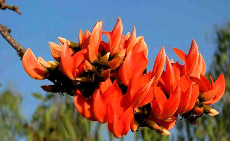 Palash Flower (Butea Monosperma)