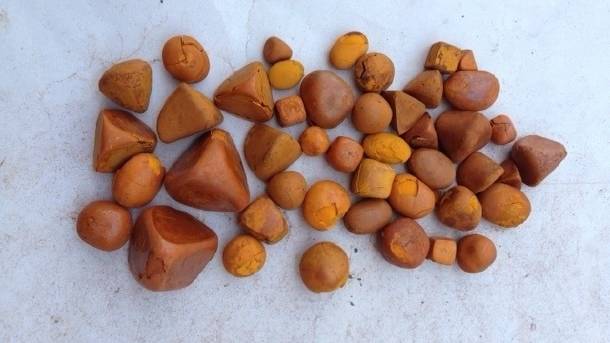 Ox Gallstones ,Cattle Gallstones ,Cow Gallstones