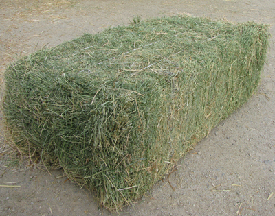 Quality Alfalfa Hay