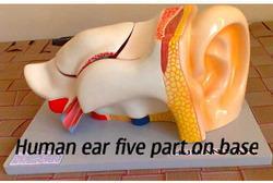 Human Ear Model