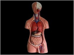 Human Torso Model with Removable Body Parts