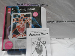 Pumping Heart Model