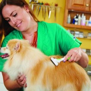 All4Pets Steel PET Grooming Comb (M)