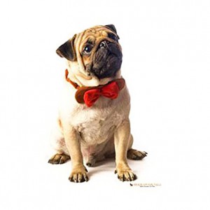 Dog Knot Bow Tie