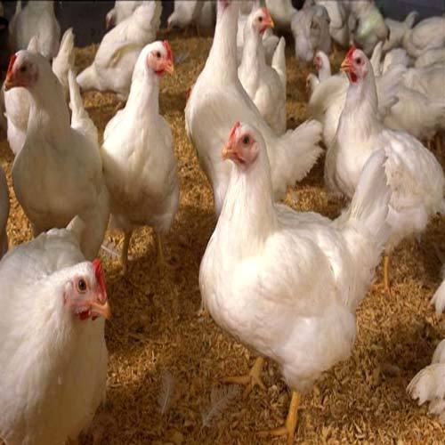 Poultry Feed Grade Soya Lecithin Oil