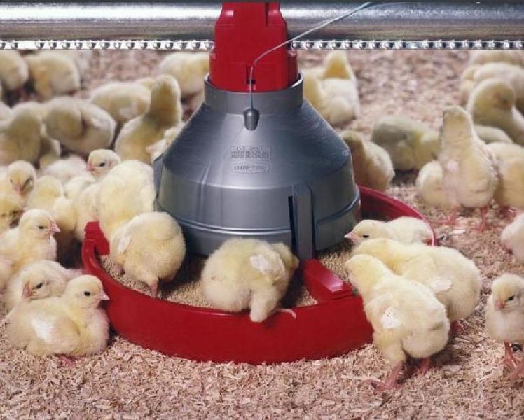 Poultry Feeder