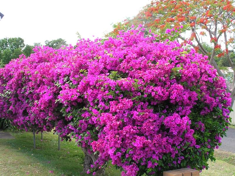 Bougainvillea Plants