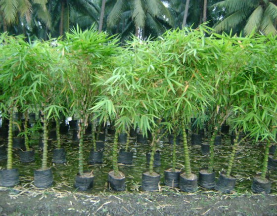Buddha Valley Bamboo Plants