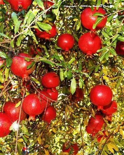 Sinduri Pomegranate Plants