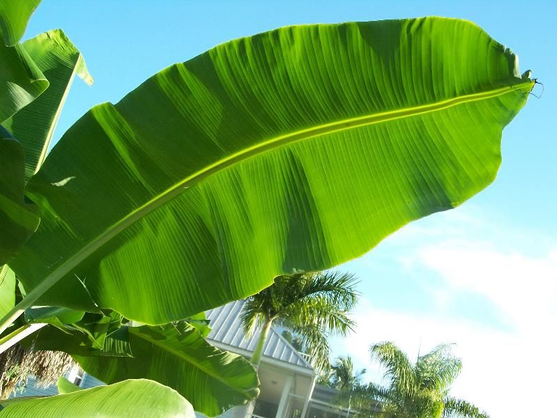 Banana Leaves