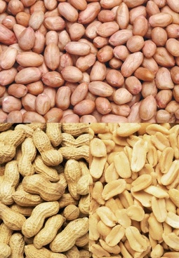 Groundnut