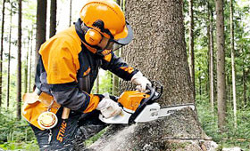 Petrol Chain Saws For Forestry
