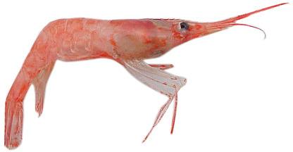 Cold Sea Shrimp, Packaging Type : Thermocol