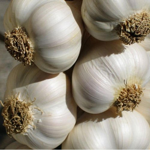 Fresh garlic