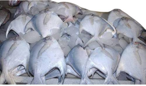 Pomfret Fish, Packaging Type : Thermacol