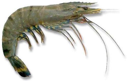 Tiger Shrimp, Packaging Type : Thermocol