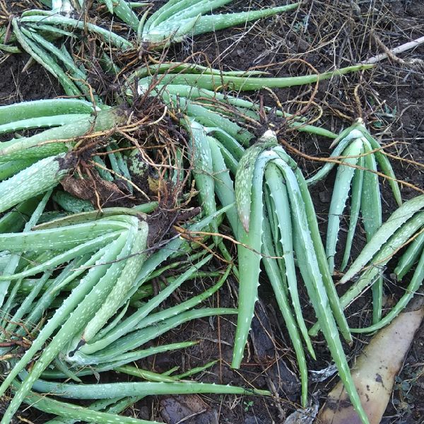 Aloe vera Plants, for Medicinal, Cosmetics, Packaging Type : Loose