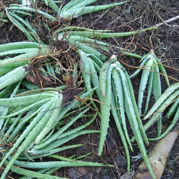 Aloe vera Plants