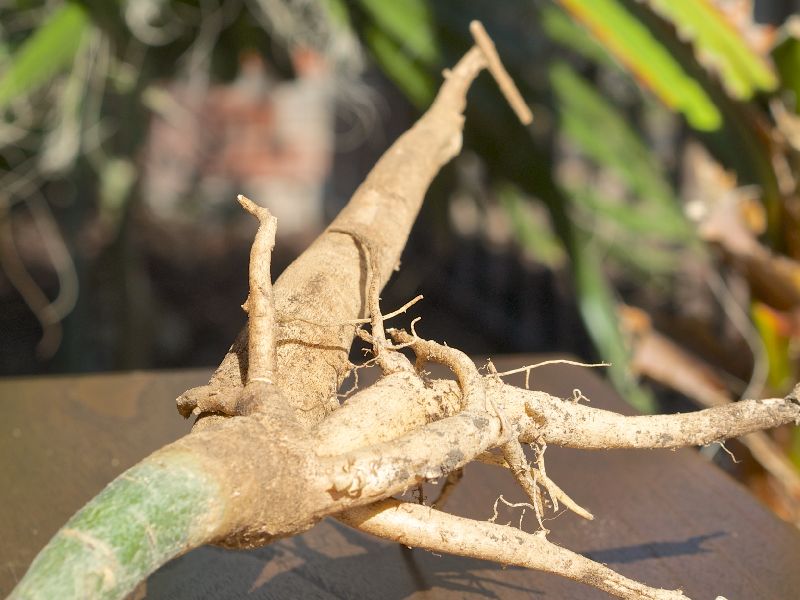 Moringa Dried Roots
